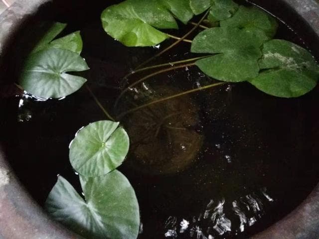 冬天不用加温的观赏鱼，都有哪些品种，所有的热带鱼都要加温吗？