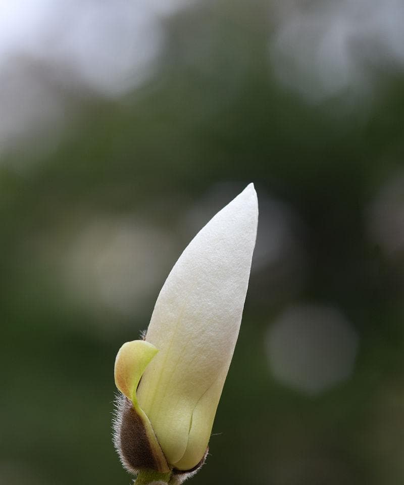 白玉兰的开花时间和特点（探秘白玉兰开花的奥秘，告诉你最佳观赏时机）