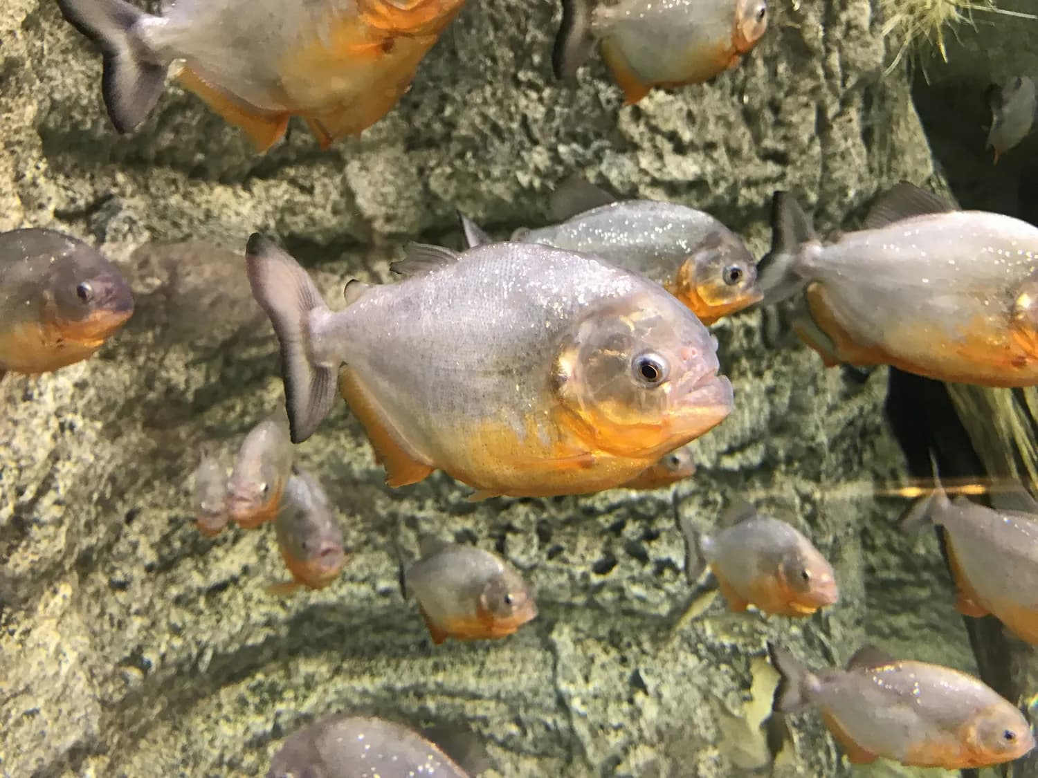 亚马逊雨林：致命生物的生存密码