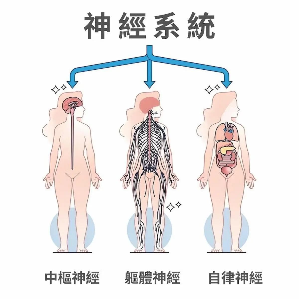 自律神经失调的7大原因，改善方式和关键前兆