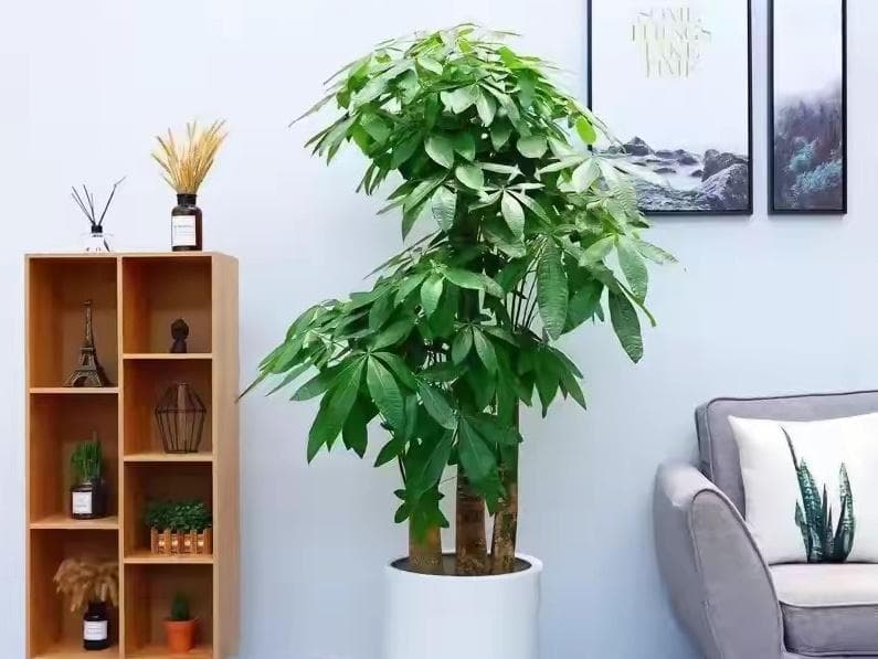 大门口放什么植物好风水最好 大门口适合摆放的植物