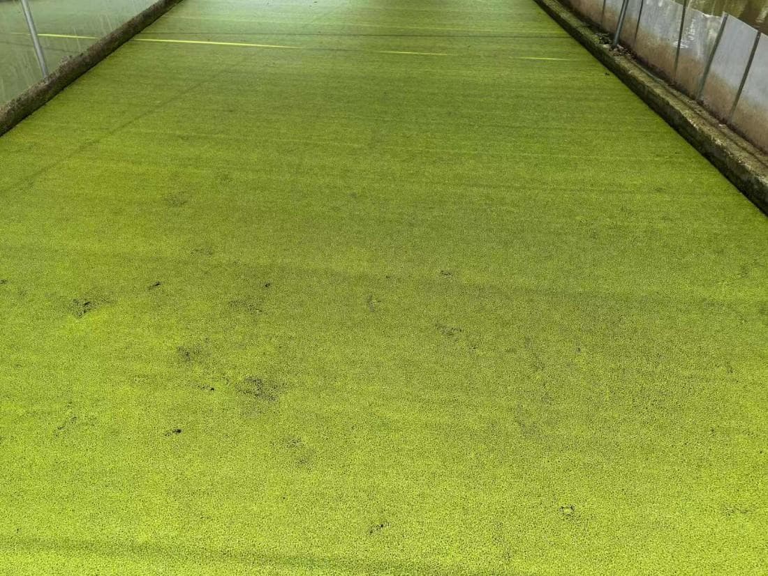 饲料型高蛋白株系浮萍新品种的种植与利用技术