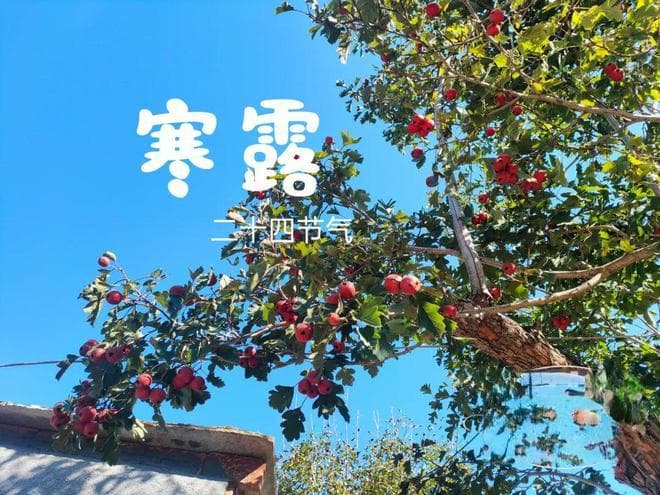 寒露时节，这些传统饮食习俗你知道吗？