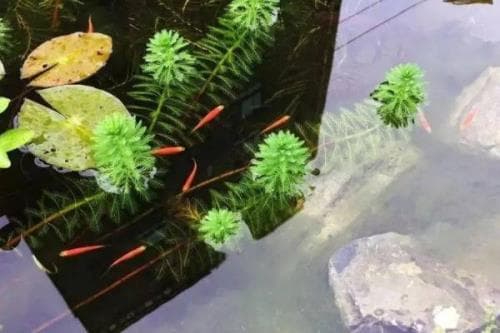 让庭院鱼池水变清澈的方法（种植水草可改善水质）