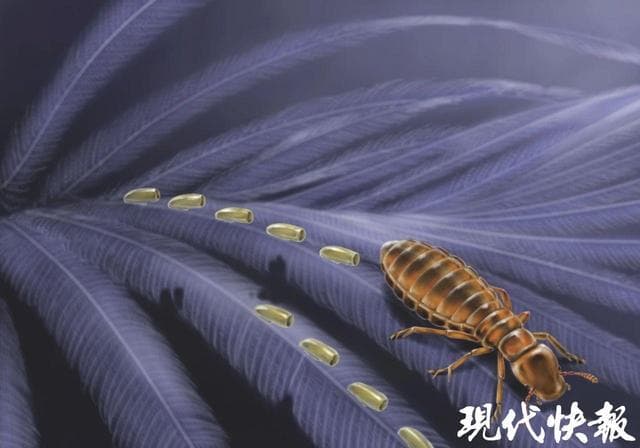 距今超过1亿年！古生物学家发现已知最早的虱类卵化石