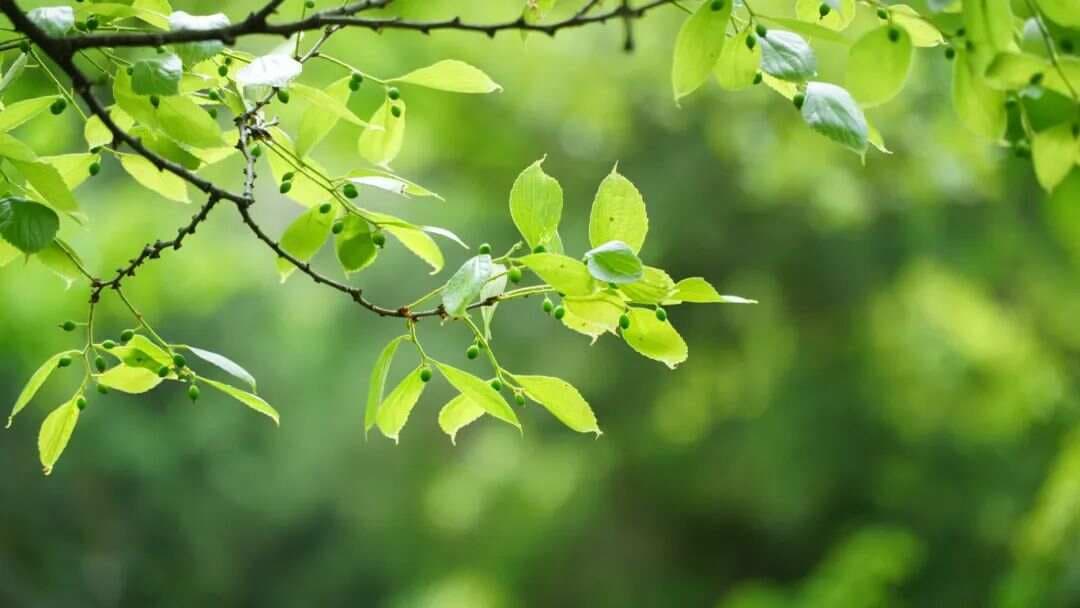藏在《金匮要略》中的减肥秘籍