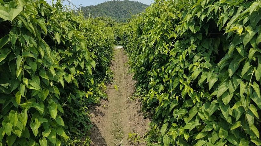 紫玉参薯：薯蓣科高营养食材的8种美味吃法