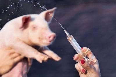 猪蓝耳病疫苗的种类及免疫时间