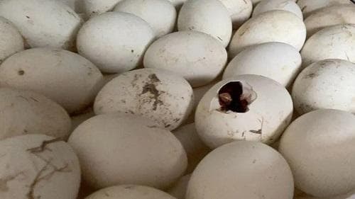鹅蛋孵化的技术要点