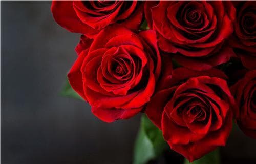 如何让鲜花保存更久？保存鲜花的方法有什么？