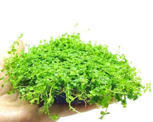 牛毛草种子的种植指南（从选种到成活，一步步教你如何培育出健康的牛毛草）