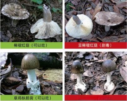 野菜or有毒植物，春季野菜莫尝“险”