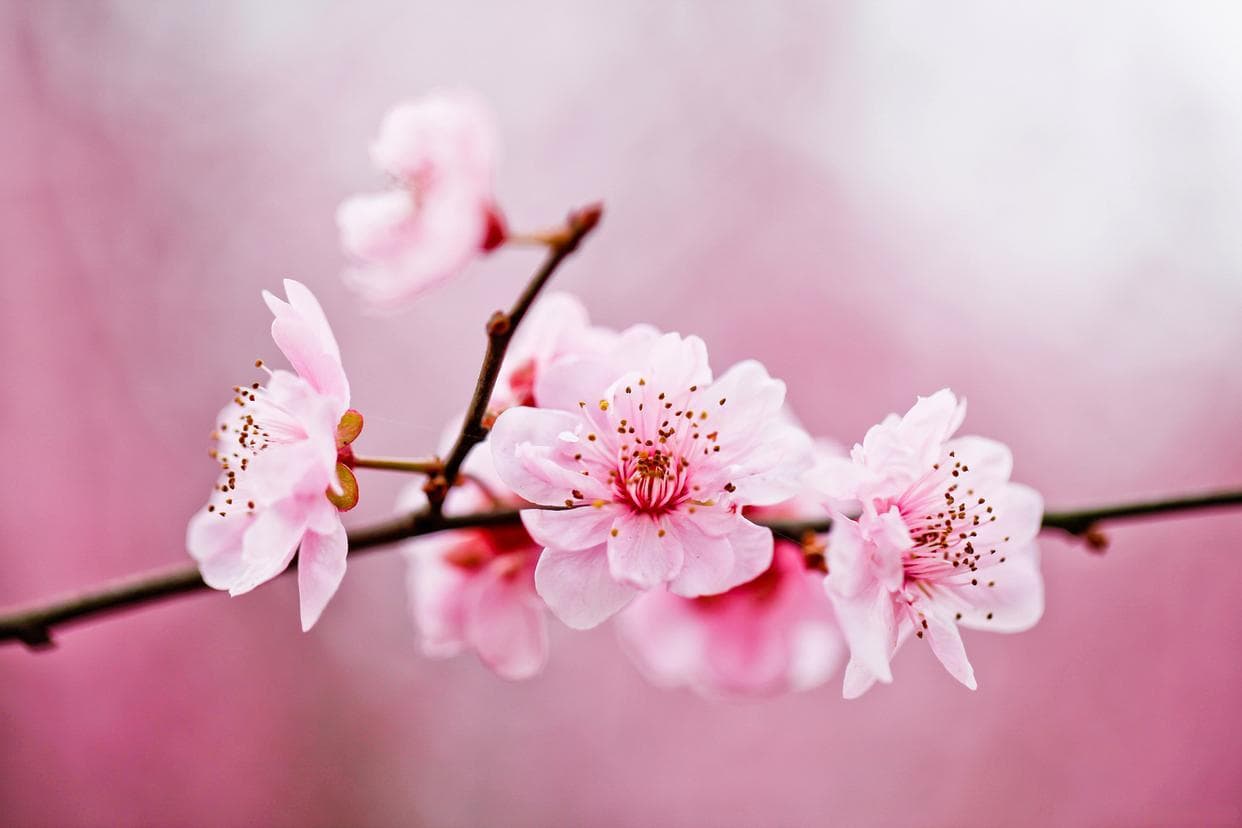 春节插花艺术：甄选吉祥花卉，装点佳节氛围