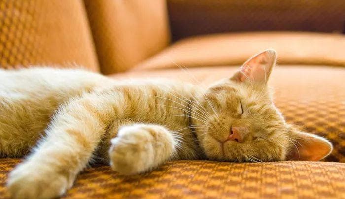 梦见猫的多重解读：传统文化与现代心理视角