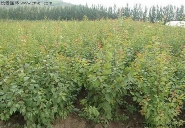 夏天可以种植杏树吗？它的寓意与价值解析