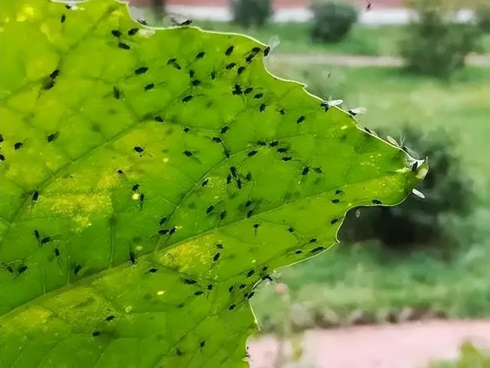 家里养的花有黑色的小虫子怎么办？6个小妙招轻松根除小飞虫