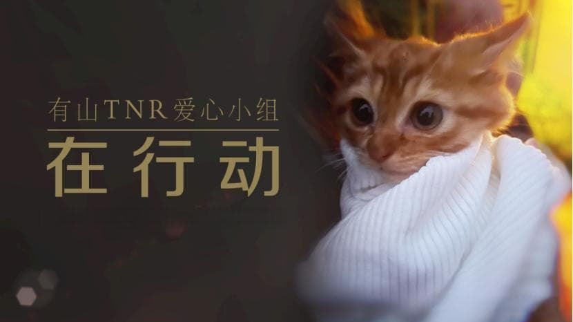 小区流浪猫怎么管？青浦这个社区“一核多元”出新招