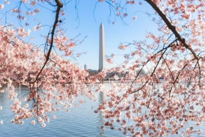 华盛顿樱花季赏樱全攻略：最佳赏樱地点、摄影技巧及实用贴士