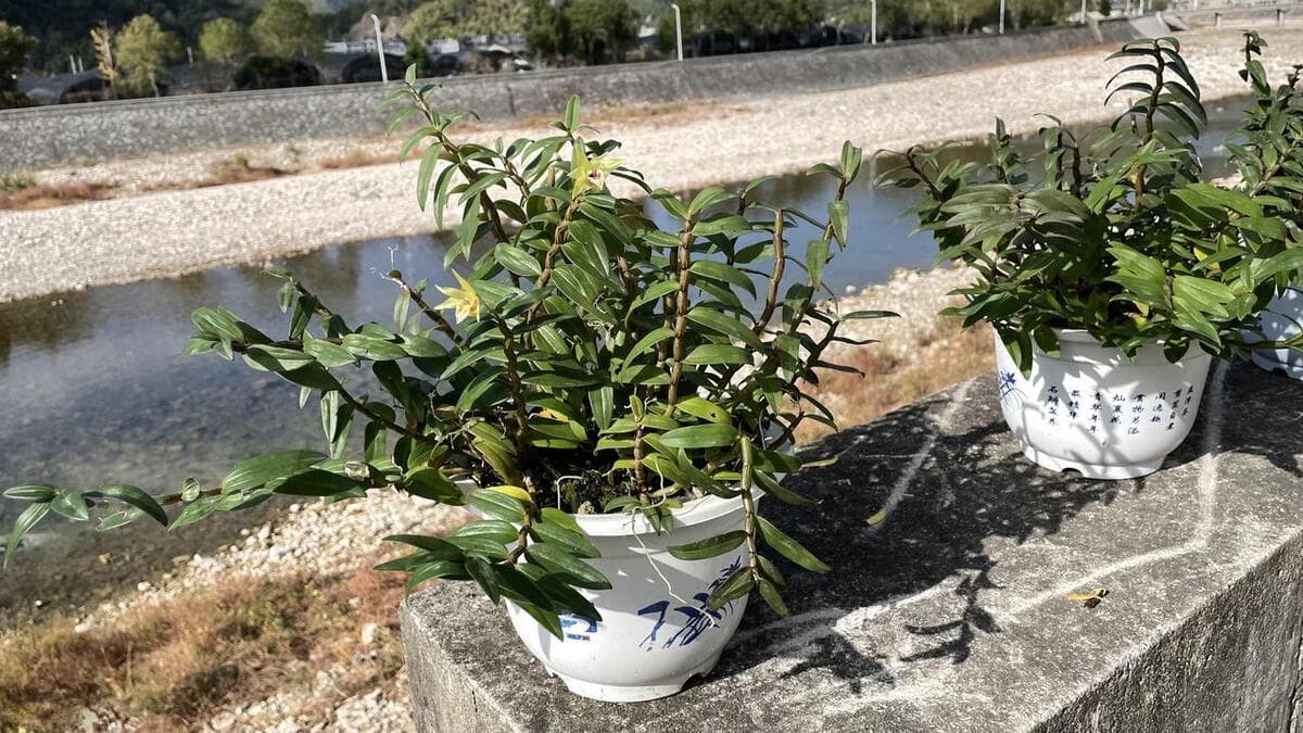 铁皮石斛家庭种植指南：六大环节打造健康药用植物
