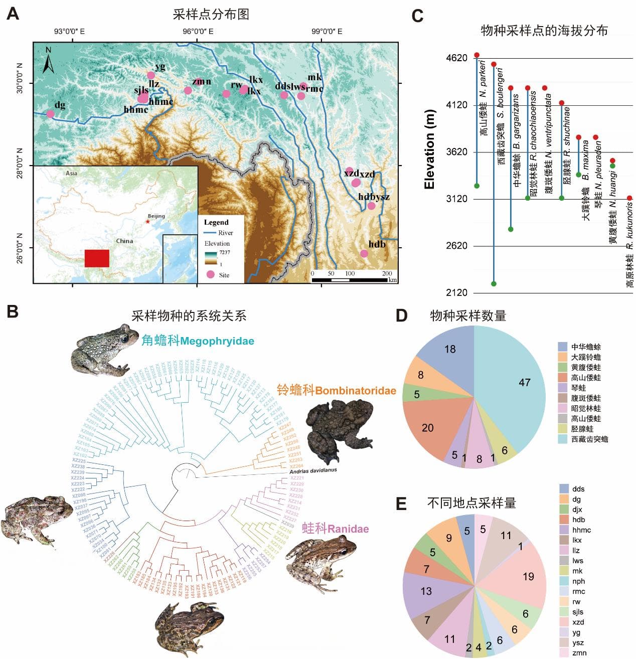 成都生物所揭示基因表达可塑性在两栖动物高原环境适应中的作用