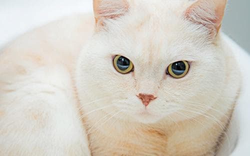 【猫食谱】猫湿粮是什么 如何自制猫湿粮