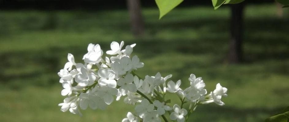 什么季节丁香花最盛开？（了解丁香花的开花季节与花期，欣赏自然之美）