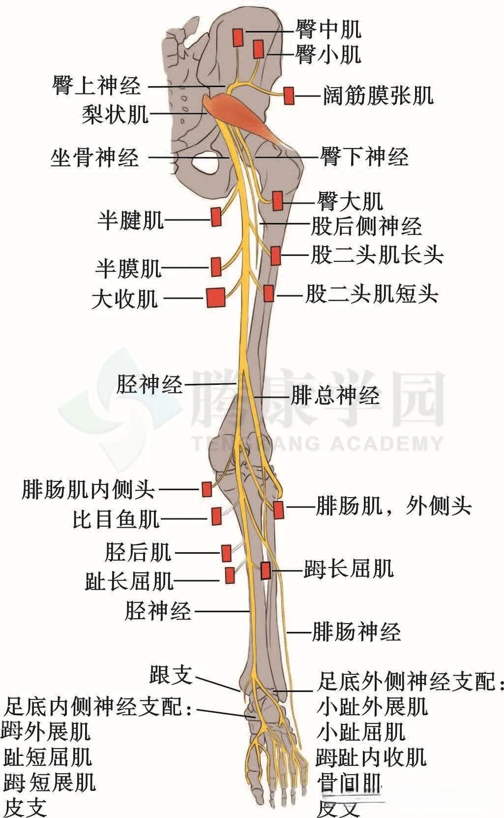 胫神经的精细解剖和常见损伤部位