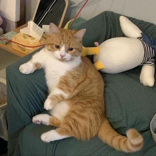 适合橘猫的猫粮怎么选？关键看这几点，别踩坑了！
