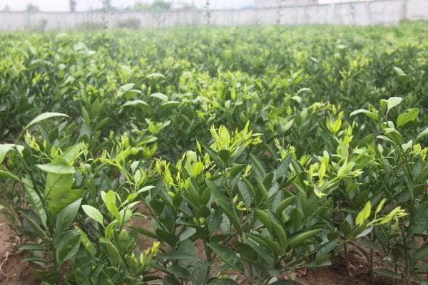 果树用什么土种植最好？