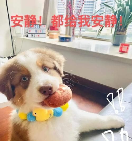 给你的狗取什么名字合适？-选择狗名的关键考虑因素
