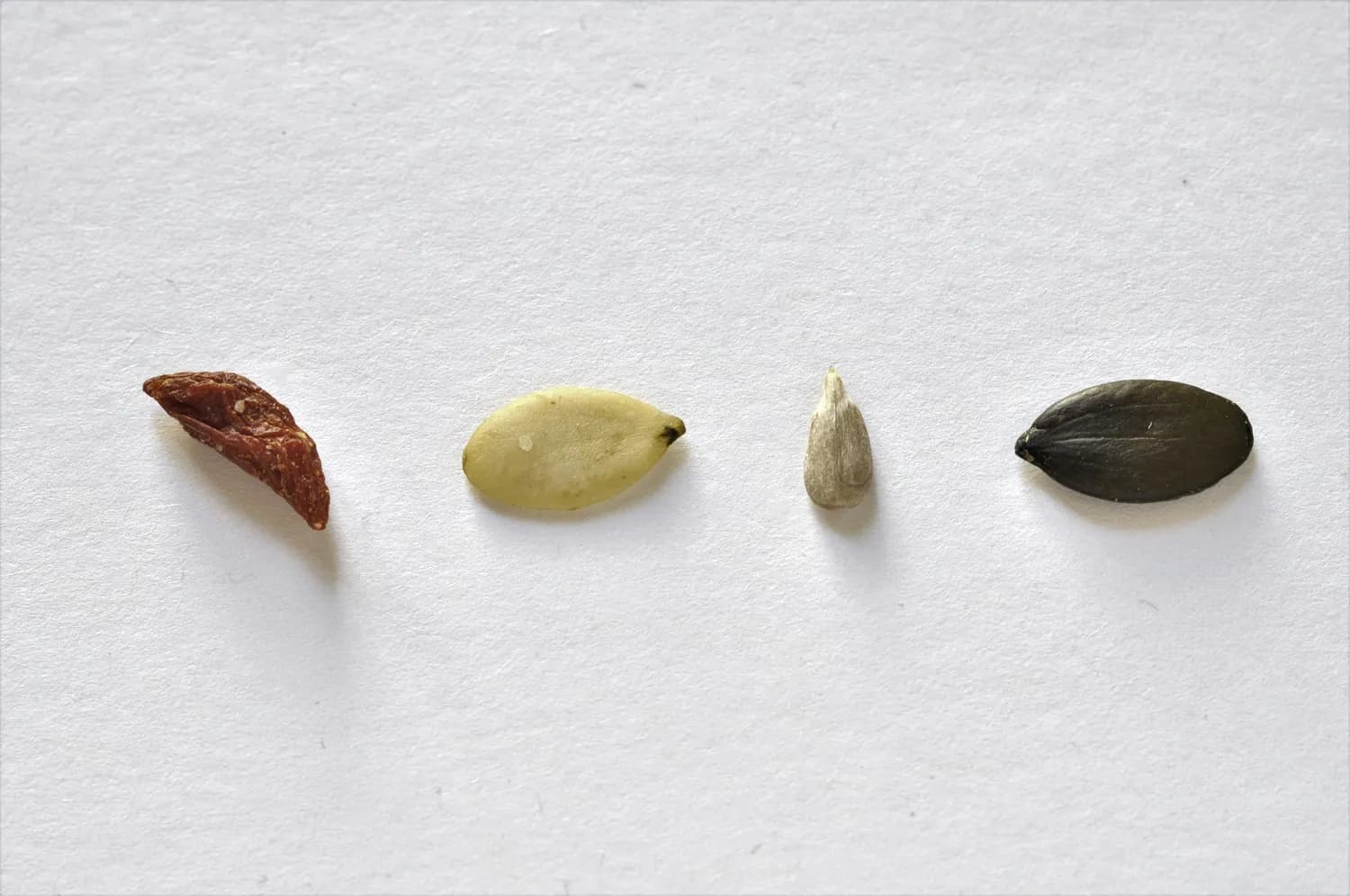 秋冬种碗莲，这些水培小窍门你get了吗？