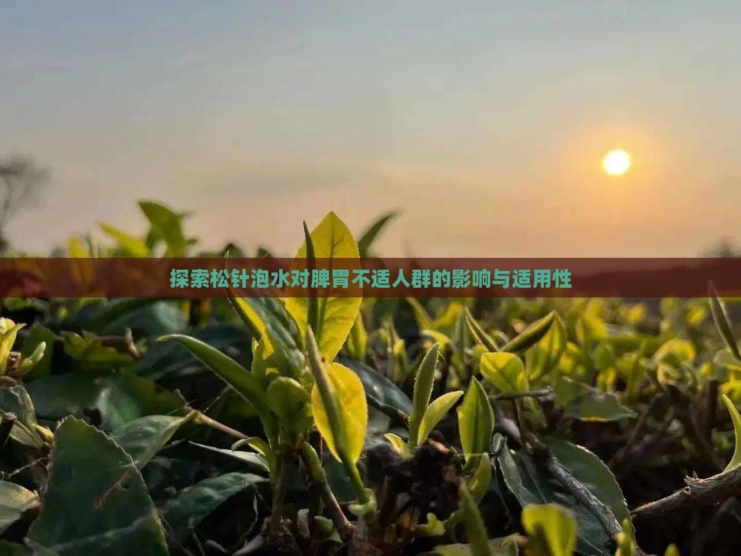 松针泡水对脾胃不适人群的影响与适用性