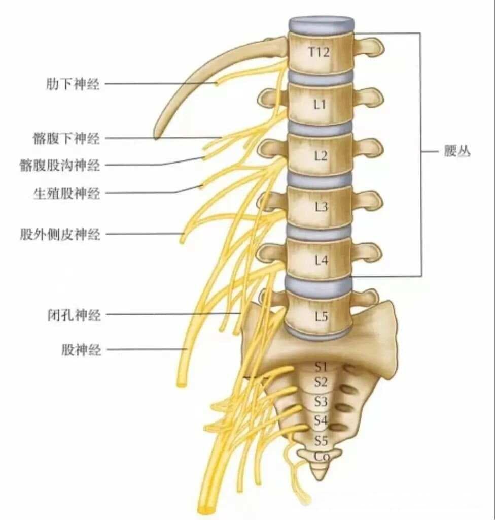 腰三横突综合征：一种常见的腰痛类型及其防治方法
