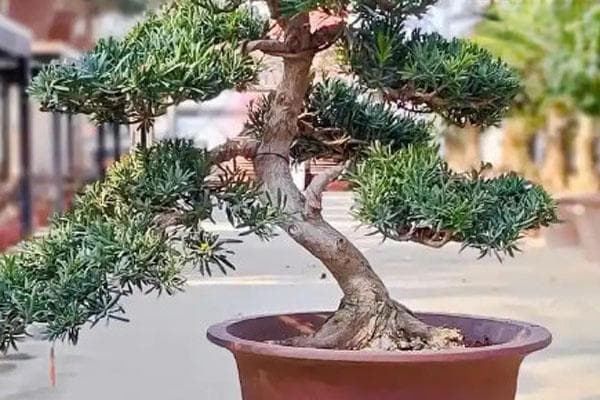 罗汉松常见病害与防治方法