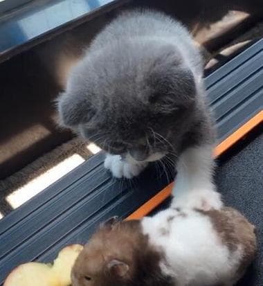猫可以吃苹果吗？揭秘猫咪能否食用苹果的真相