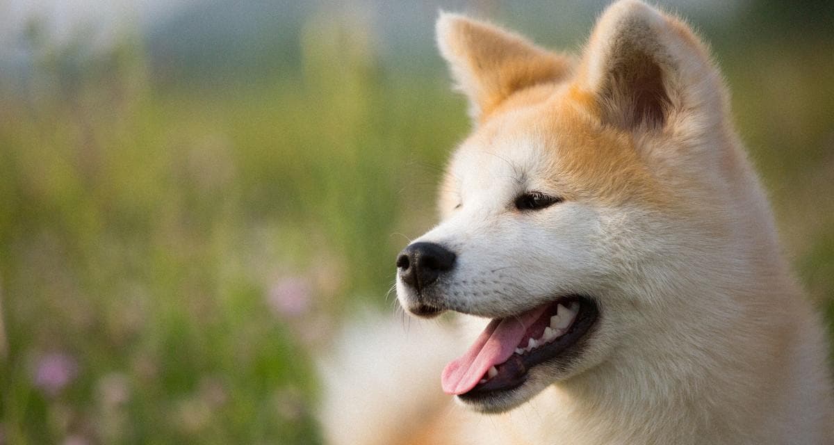 秋田犬饲养指南：从饮食到行为训练的全方位养护建议