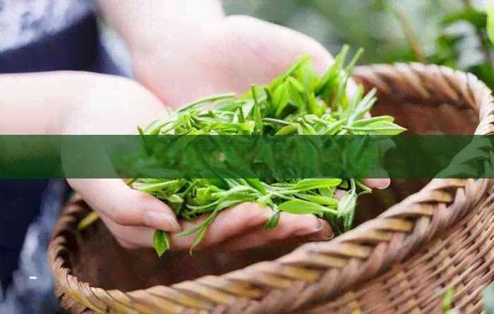 普洱茶菌丝概述及可食用性分析