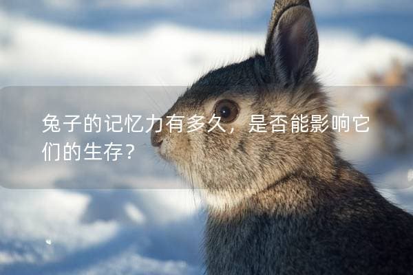 兔子的记忆力有多久，是否能影响它们的生存？