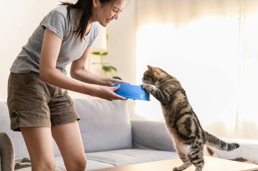 猫咪为什么喜欢埋食物？揭秘猫咪隐藏食物的本能行为