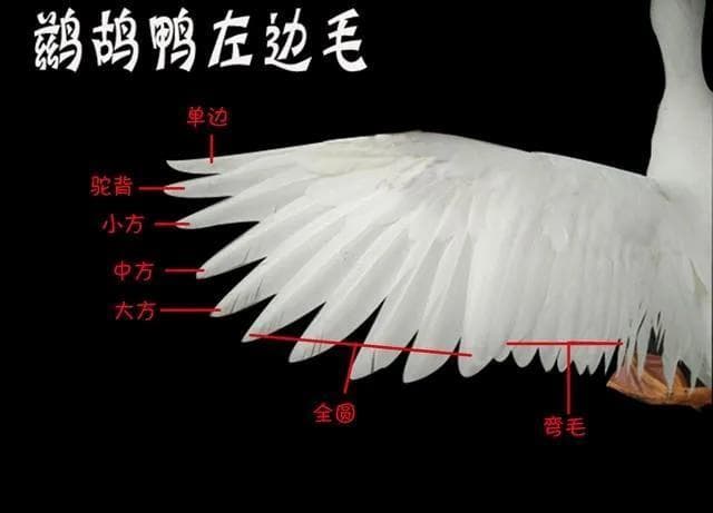 一只鹅做不出一只球！羽毛球背后还有这些制作门道→