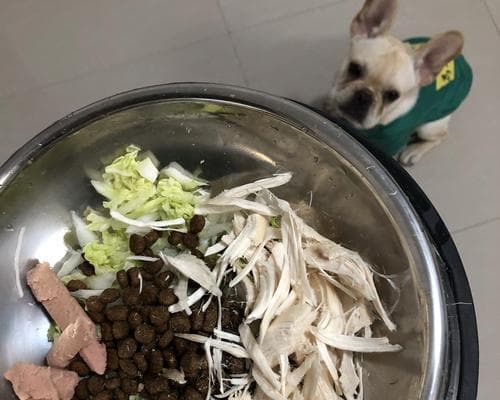 如何合理喂养5个月大的法斗？（每天需求满足，不过度饱食）