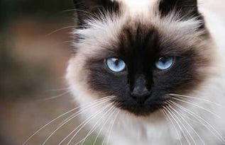 伯曼猫忌食：洋葱、葡萄、巧克力等。