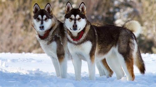 阿拉斯加雪橇犬：特征、特性及养护指南