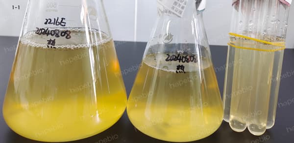 配制用水温度对2216E液体培养基灭菌后沉淀量的影响
