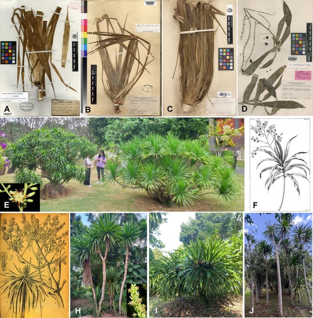 柬埔寨龙血树的分类考证及其染色体水平基因组解析