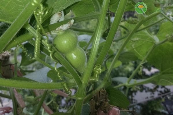 葫芦种植技术和管理方法