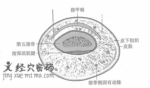 少冲穴：手少阴心经的重要穴位