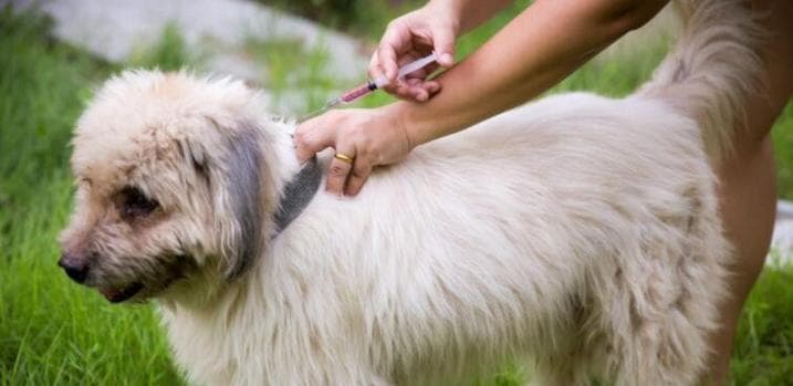 狗狗打狂犬疫苗的重要性（每年打疫苗）