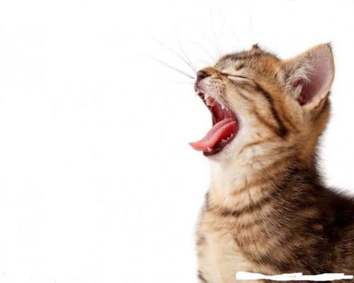猫咪发烧可自愈，需密切观察。