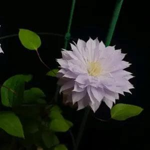 打造梦幻水下世界：6种新手也能养好的水草
